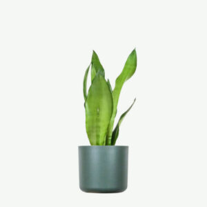 plants ecommerce product featured img 3